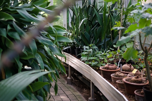 potted plants outside on a walkway to decorate an aisle