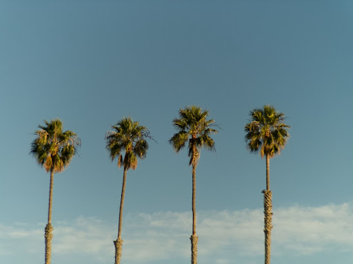 a birthday party venue in San Diego County, Kate Sessions Park. This photo shows four palm trees and the blue sky behind them.